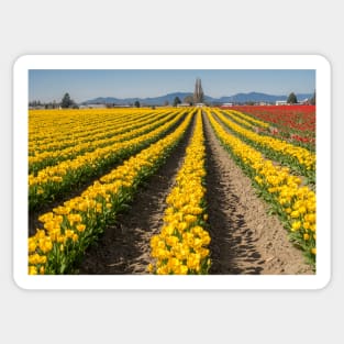 Field with tulips Sticker